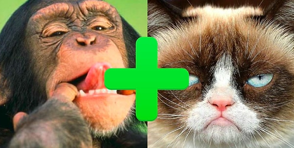 Вы смесь обезьяны и кота!