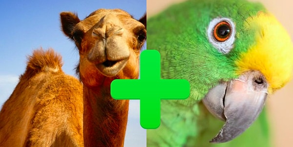 Вы смесь верблюда и попугая!