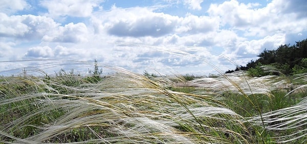 4. Какой ветер по шкале Бофорта является наименьшим?