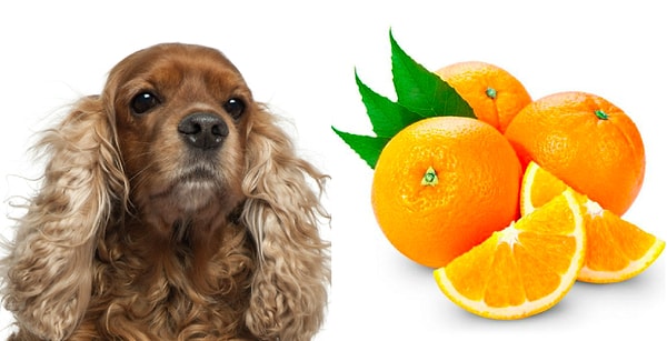 10. Чем является слово "спаниель" по отношению к слову "апельсин"?