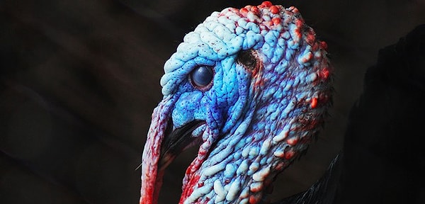 6. Что насчет этой фотографии?