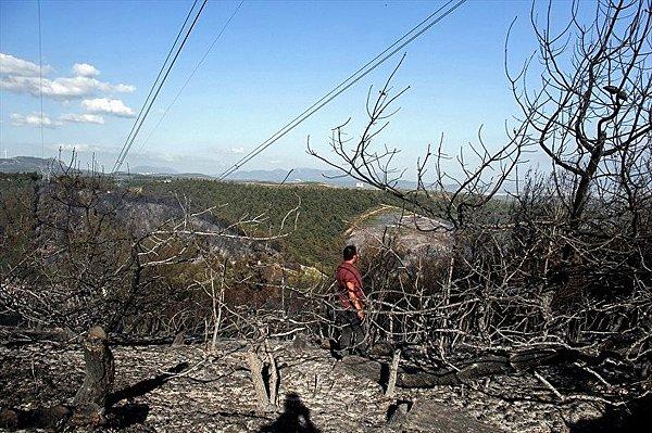 Yangında 20 hektarlık karaçam ormanı yandı.