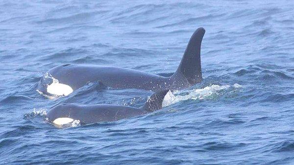 Anne katil balina 17 günün sonunda yavrusunu taşımayı bıraktı.