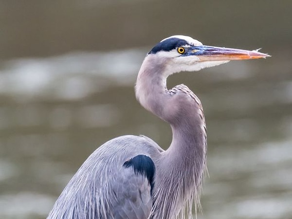 3. На этот раз выберите цаплю: