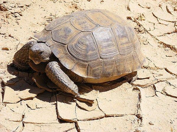 15. Mojave Çölü ayrıca çöl kaplumbağalarının da evidir. Çöl kaplumbağaları ise dünya üzerindeki en dayanıklı hayvanlardan biri olarak bilinir. Su olmadan bir yıl kadar hayatta kalabilirler.