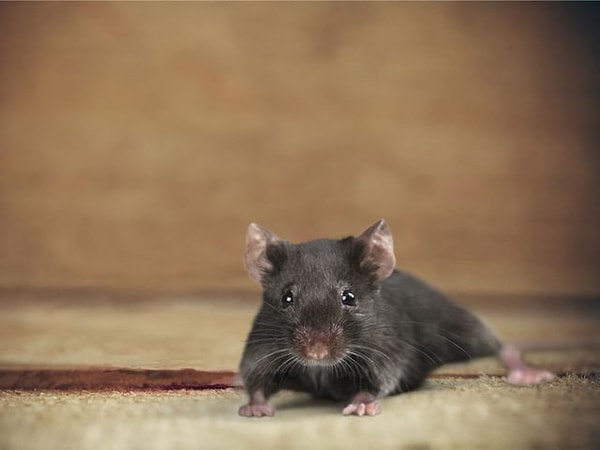 5. Какую мышку предпочтёте?