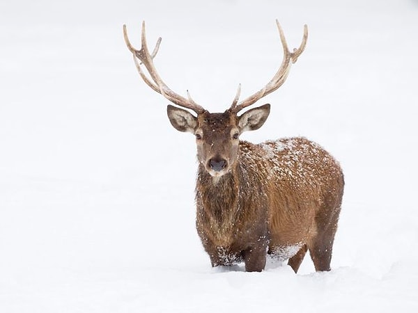 6. Теперь очередь оленей: