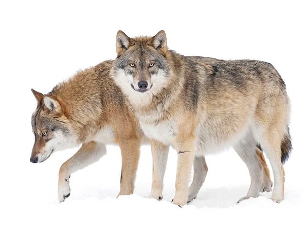 7. Выберите-ка волка: