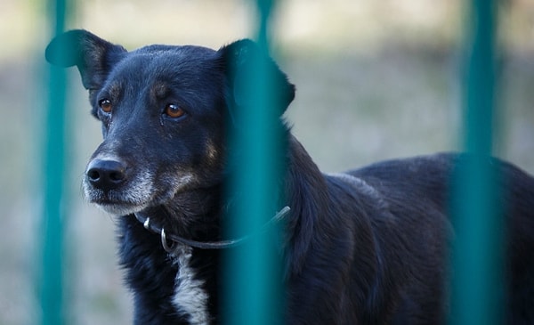 1. Волгоградский Хатико