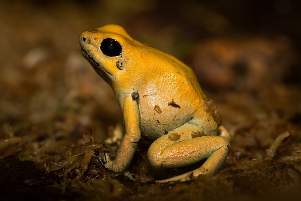 6. Какой яд выделяет самая ядовитая лягушка на Земле - ужасный листолаз?