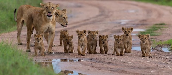 10. Кто из них не относится к диким кошкам?