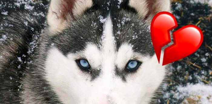 Тест: Выберите сердцем животное, а мы расскажем, где вам искать свою вторую половинку