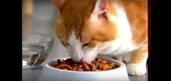 1. Из какой рекламы этот кот?