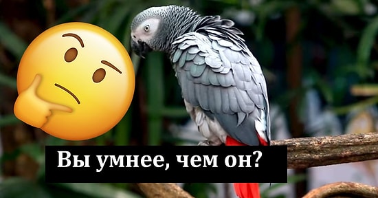 Умнее ли вы попугая? Тест, который поможет выяснить это
