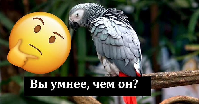 Умнее ли вы попугая? Тест, который поможет выяснить это
