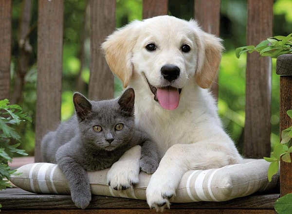 Hayvanları çok seviyor ve sahiplenmek istiyoruz ama maması, kedi ise kumu ve veteriner ücretlerini göz önüne alırsak...