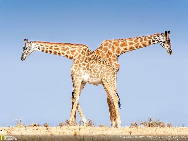 7. Zürafa tangosu, Tanzanya