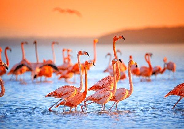 15. Pembe flamingolar, Meksika