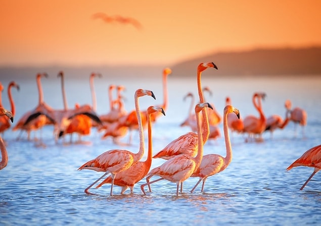 15. Pembe flamingolar, Meksika