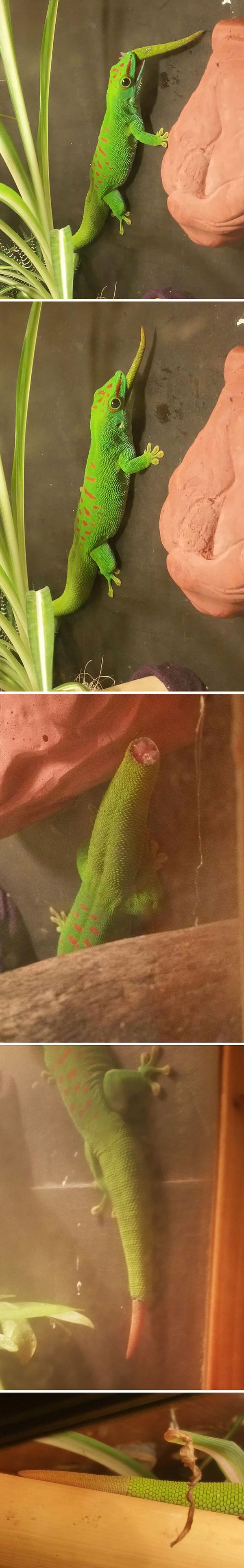 19. "Мой геккон просто взял и съел свой собственный хвост".