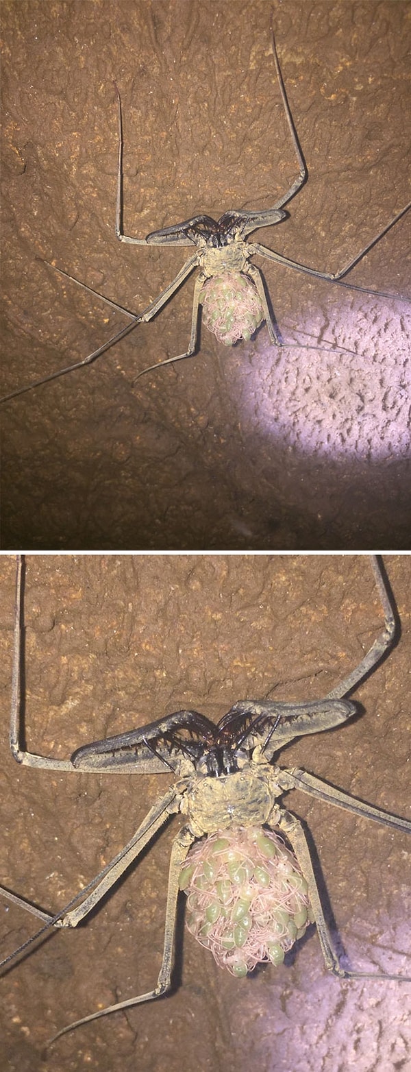 22. Самка паука, переносящая на себе детенышей.