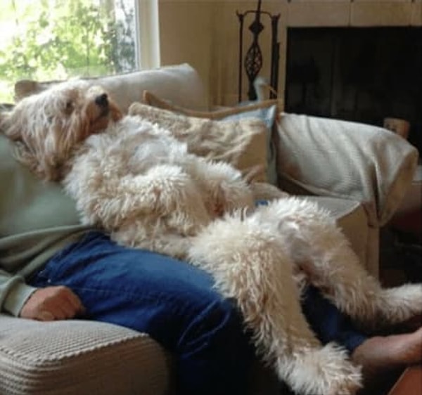 6. Зуб даем, что это человек в костюме собаки!