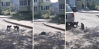 Kedileri Kavga Ettirebilmek İçin Elinden Geleni Yapan Psikopat Karga