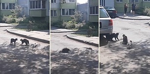 Kedileri Kavga Ettirebilmek İçin Elinden Geleni Yapan Psikopat Karga