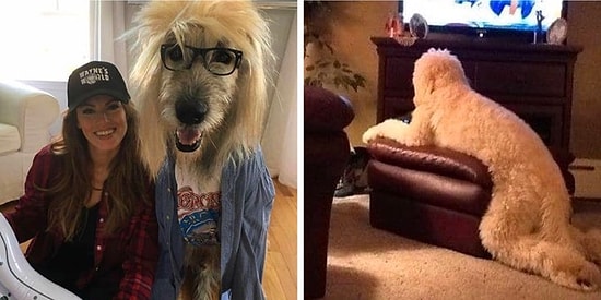 Мохнатые конспираторы: Собаки, которые чертовски хорошо притворяются людьми