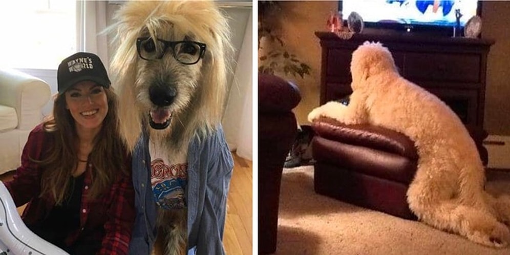 Мохнатые конспираторы: Собаки, которые чертовски хорошо притворяются людьми