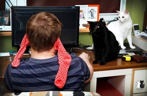 4. Даже коты в шоке