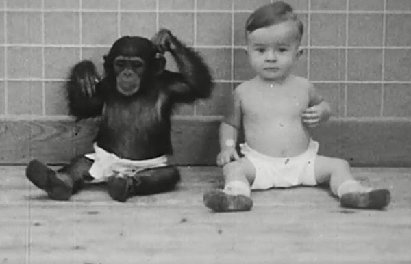 2. Bir şempanzeyi kendi çocuğunun kız kardeşi olarak yetiştirmek