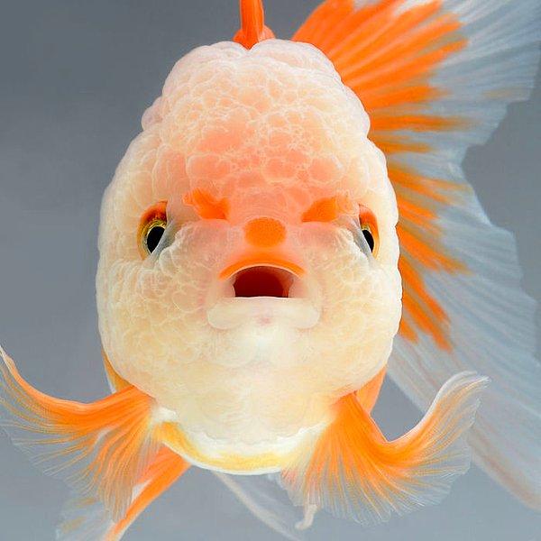 9. Yüzünde baloncuklar olan küçük bir balık!