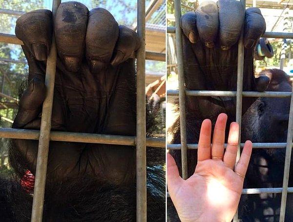 1. Bizim minik ellerimizle karşılaştırılınca bir gorilin eli bu büyüklükte.