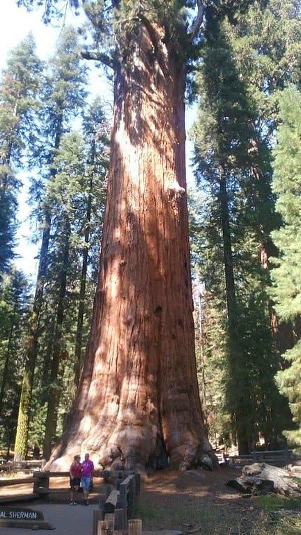 6. Bu da dünyadaki en büyük ağaç. Gerçekten de büyük.