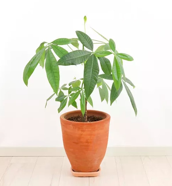 5. Что же это за цветок?