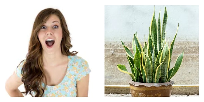 Тест: Далеко не каждый человек способен определить название всех этих комнатных растений. А вы сможете?