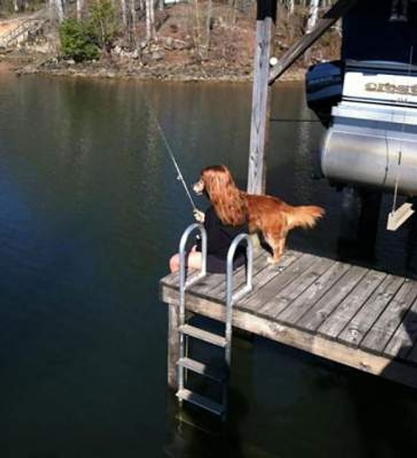 14. Девушка-собака или всё-таки собака-девушка?