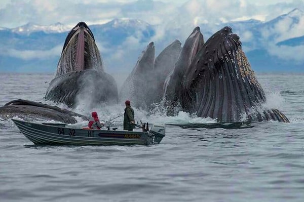 10. Киты на фоне этой маленькой рыбацкой лодки выглядят просто божественно!
