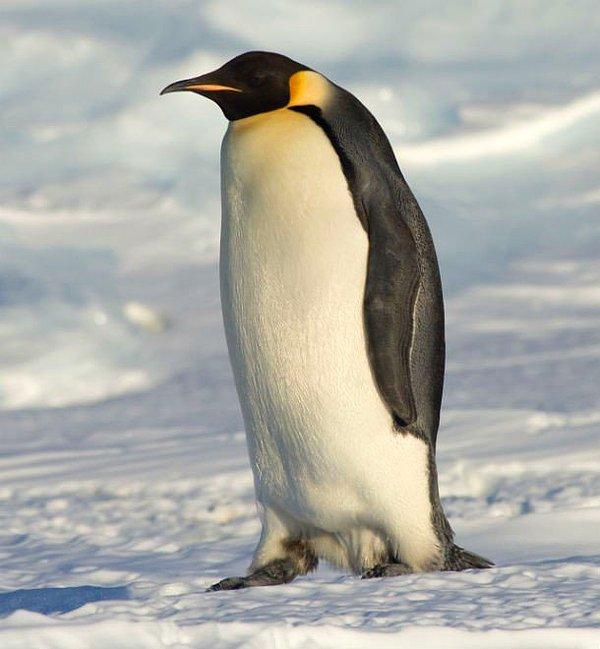 4. Dişi penguenler, çocuklarına yuva yapacakları çakıl taşlarını, cinsel ilişki yoluyla temin edebilirler. Onlara, hayvanların seks işçisi de denilebilir.