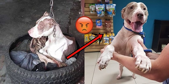 Mutlu Sonlu Bir Hikaye: Boynundaki Sıkı Zincir Yüzünden Kafasını Bile Oynatamayan Köpek Kurtarıldı!