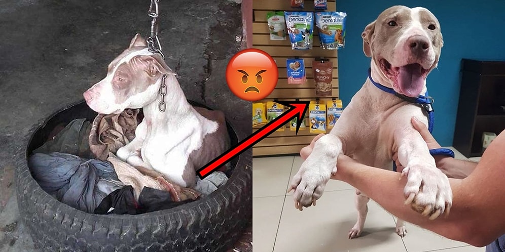 Mutlu Sonlu Bir Hikaye: Boynundaki Sıkı Zincir Yüzünden Kafasını Bile Oynatamayan Köpek Kurtarıldı!