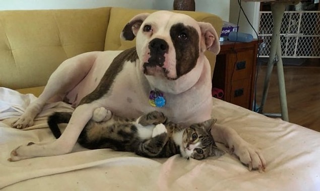 19. Köpek sahiplendikten 2 hafta sonra kedi sahiplenen yaşlı kadının sevgi dolu evlatları.