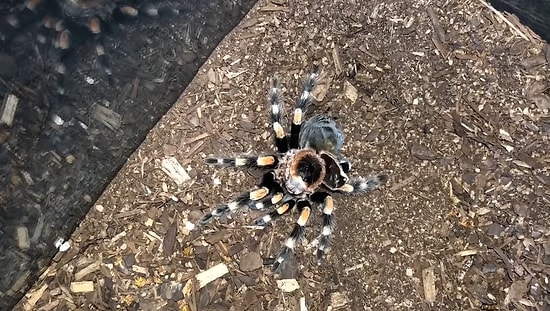 Time Lapse Görüntülerle Bir Tarantulanın Deri Değiştirdiği Anlar