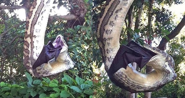 2. А это змея, поедающая летучую мышь 😳