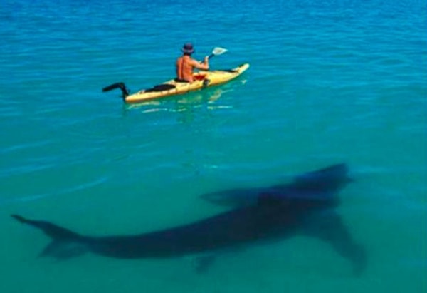 22. Эта акула явно охотится за человеком на каяке...