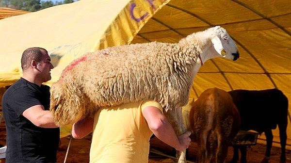 TÜİK’in 2017 verilerine göre Türkiye’de 16 milyon sığır, 34 milyon koyun bulunuyor.