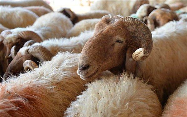 Bu yılın ilk altı ayında ithal edilen 245 bin koyun 8 farklı ülkeden geldi.