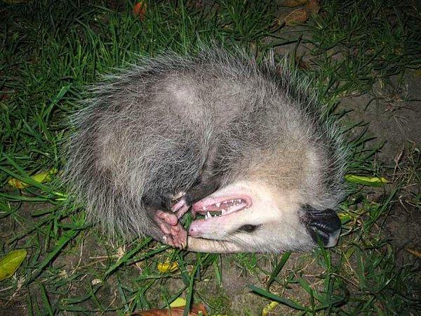 Ölü taklidi yapabilen opossum (Amerikan keseli sıçanı)