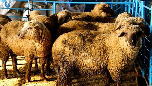 İthal edilen koyunların yüzde 70’i ise Avustralya’dan Türkiye'ye geliyor.